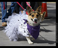 Tour de Corgi