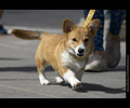 Tour de Corgi