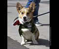 Tour de Corgi