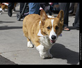 Tour de Corgi