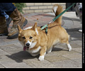 Tour de Corgi