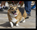 Tour de Corgi