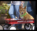 Tour de Corgi