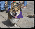 Tour de Corgi