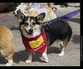 Tour de Corgi