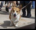 Tour de Corgi