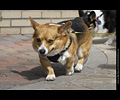 Tour de Corgi