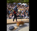 Tour de Corgi