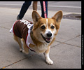 Tour de Corgi