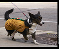 Tour de Corgi