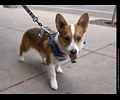 Tour de Corgi