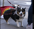 Tour de Corgi