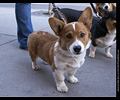 Tour de Corgi