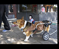 Tour de Corgi