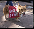 Tour de Corgi