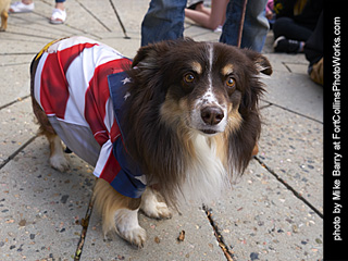 2019-09-28 - Tour de Corgi - Costume Contest #3