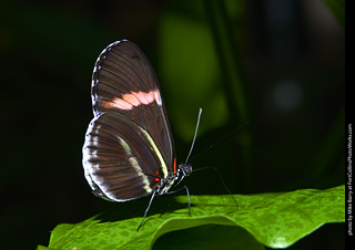 Butterfly Pavillion