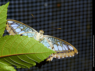 Butterfly Pavillion
