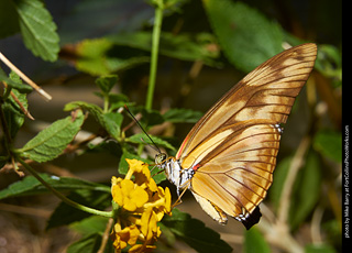 Butterfly Pavillion