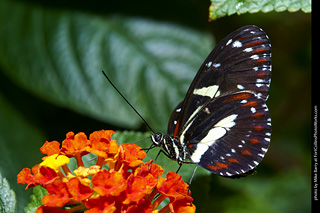 Butterfly Pavillion