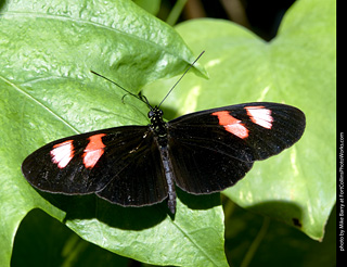 Butterfly Pavillion
