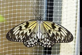 Butterfly Pavillion