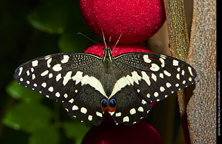 Butterfly Pavillion