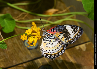 Butterfly Pavillion