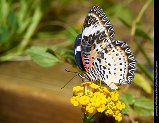 Butterfly Pavillion