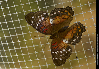 Butterfly Pavillion