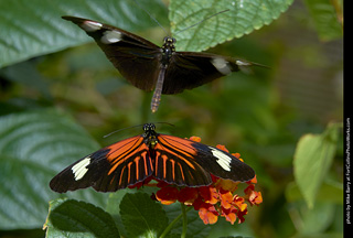 Butterfly Pavillion