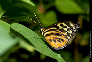 Butterfly Pavillion