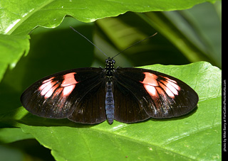 Butterfly Pavillion