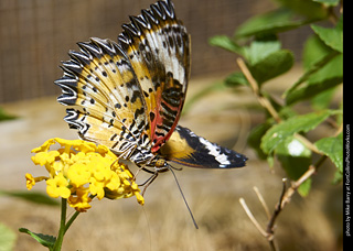 Butterfly Pavillion