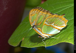 Butterfly Pavillion