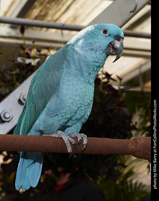 Yellow Naped Amazon Parrot (mutant)