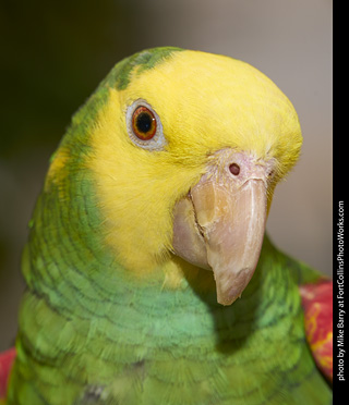 Yellow Headed Amazon Parrot