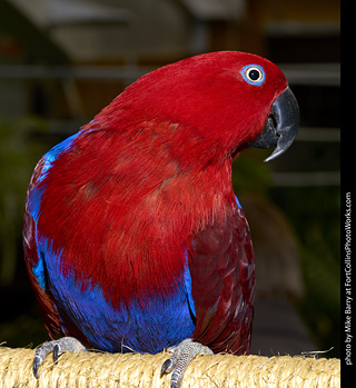 Eclectus (female)