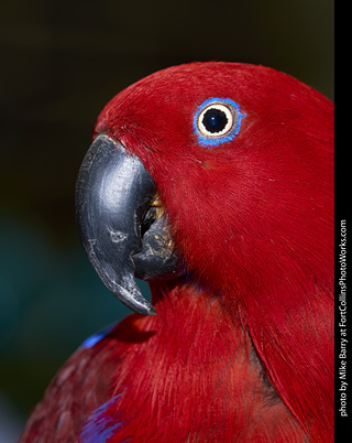 Eclectus (female)