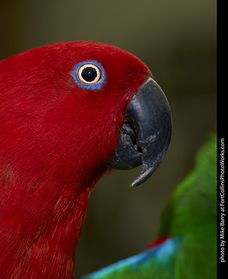 Eclectus (female)