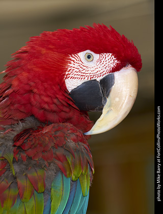 Green-Winged Macaw