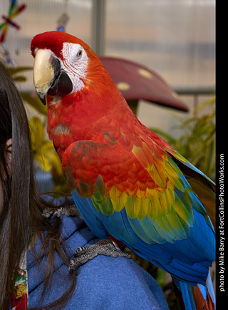 Camelot Macaw