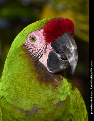 Military Macaw