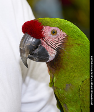 Military Macaw