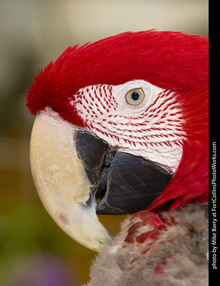 Green-Winged Macaw