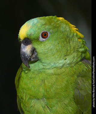 Yellow Naped Amazon Parrot