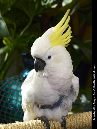 Sulphur Crested Cockatoo