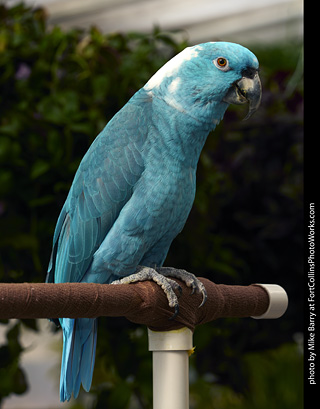 Yellow Naped Amazon Parrot (mutant)