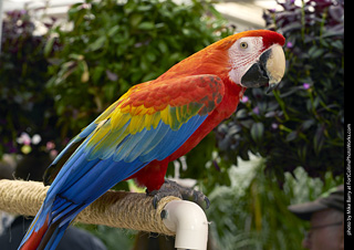 Scarlet Macaw