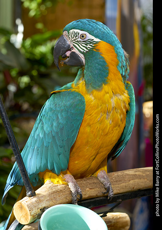 Blue Throated Macaw